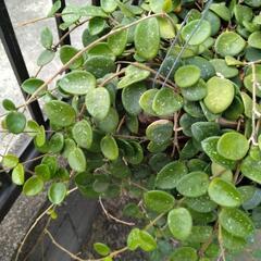 ホヤ　マチルダ　観葉植物の画像