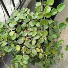 ホヤ　マチルダ　観葉植物の画像