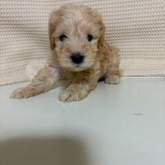 シュナプー２か月