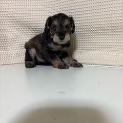 シュナプー２か月 - 神戸市