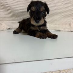 シュナプー