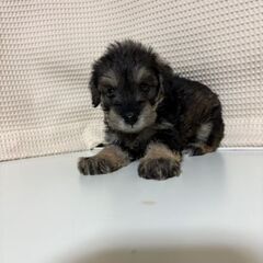 シュナプー２か月