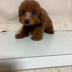 トイプー２か月