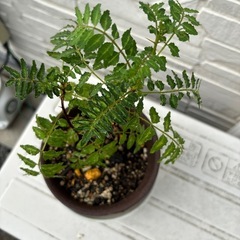 山椒の苗木の画像