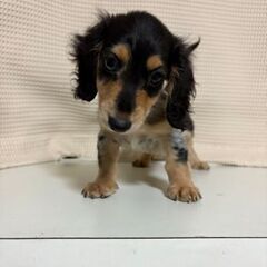 ミニチュアダックスフンド