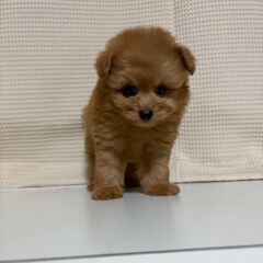 ポメプー