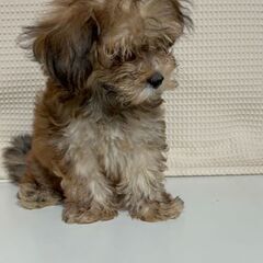 マルチーズ×豆柴 - 神戸市