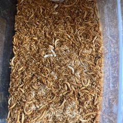 ミールワーム　１匹1円　エサ　爬虫類　小動物の画像