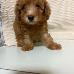 トイプー２か月