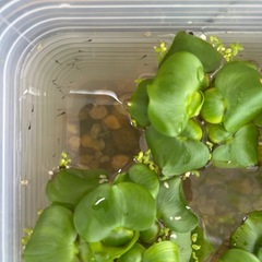 おろちメダカ稚魚の画像