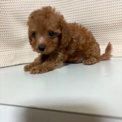 トイプー２か月