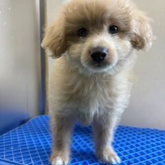 保護犬、保護猫預かりボランティア