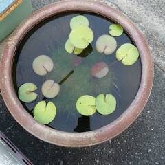 睡蓮と睡蓮鉢セットでの画像