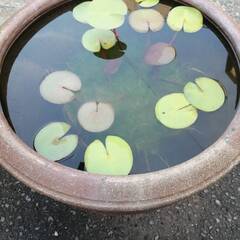 睡蓮と睡蓮鉢セットでの画像