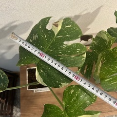 斑入りモンステラホワイトタイガー     8月末までの画像