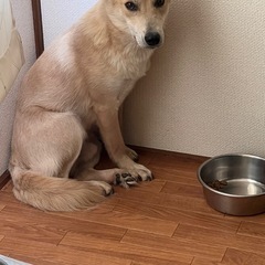 ミックス犬