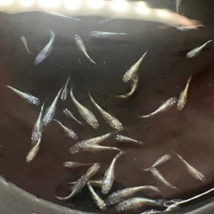 【めだか】ネプチューン　1Pの画像