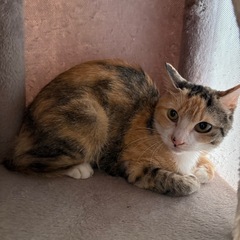 保護猫【女の子】ミケ 1歳～
