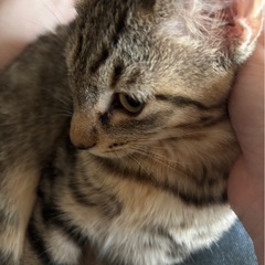 7ヶ月の子猫