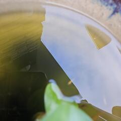 オレンジメダカ５匹とホテイアオイあかちゃんの画像