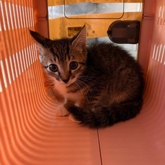 保護猫【子猫】キジトラ 恐らく男の子 3ヶ月