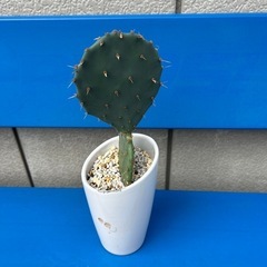 団扇サボテン陶器鉢入りの画像