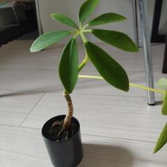 観葉植物　不明　育ててくれる方！の画像