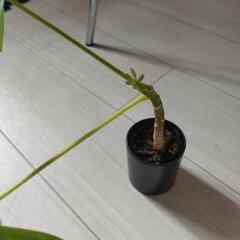 観葉植物　不明　育ててくれる方！の画像