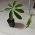 ランキングキーワードに紐づく投稿画像-観葉植物