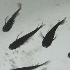 ⑨メダカ　オロチ　稚魚（1cm前後）20匹＋α（ご希望の方おまけ）の画像