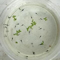⑨メダカ　オロチ　稚魚（1cm前後）20匹＋α（ご希望の方おまけ）の画像