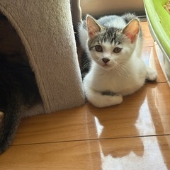 保護猫【男の子】4~6ヶ月程度