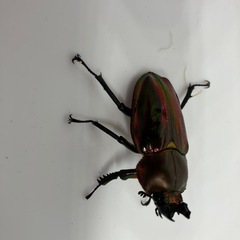 ニジイロクワガタ　レッドピカール　♂♀♀♀4匹セットの画像