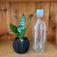 サンセベリア 2の画像