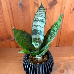 サンセベリア 2の画像