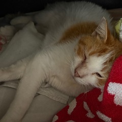 保護猫【きょうだい猫】2歳