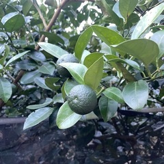 沖縄北部のシークァーサーの画像
