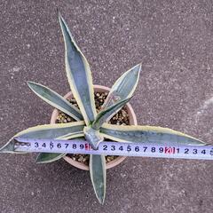 アガベ　アメリカーナ　斑入りの画像