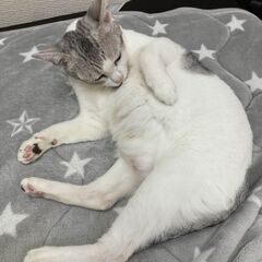 甘えん坊スリスリにゃんこ