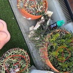 多肉　多肉植物まとめての画像