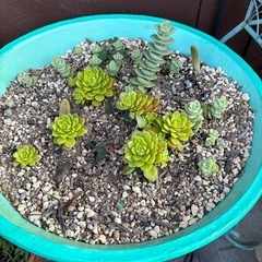 多肉　多肉植物まとめての画像