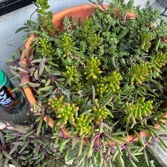 多肉　多肉植物まとめての画像