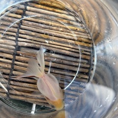 金魚🐠オランダ5センチ前後の画像
