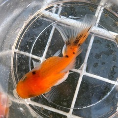 金魚🐠オランダ5センチ前後の画像