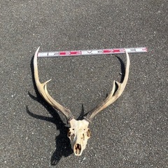 北海道の珍品　
エゾシカ　大型角頭部付きの画像