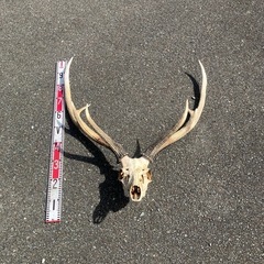 北海道の珍品　
エゾシカ　大型角頭部付きの画像