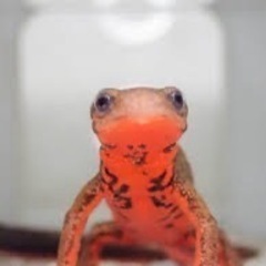 アカハライモリ