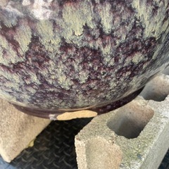 睡蓮鉢の画像