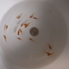 メダカ　レッドクリフ紅白稚魚　15匹　赤勝ちの画像
