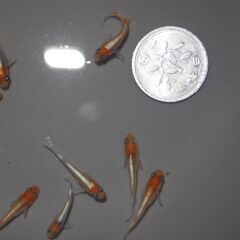 メダカ　レッドクリフ紅白稚魚　10匹の画像